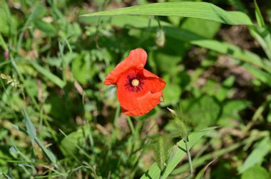 Bahçede güzel kırmızı gelincik çiçekleri