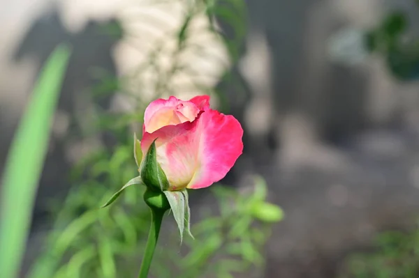 Bahçedeki Güzel Gül Çiçeği — Stok fotoğraf