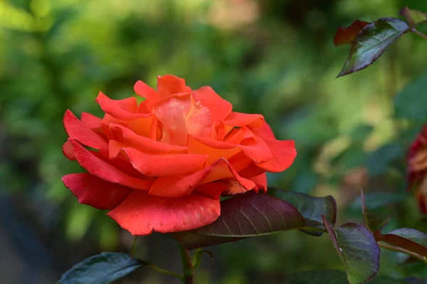 Piękny Kwiat Róży Ogrodzie — Zdjęcie stockowe