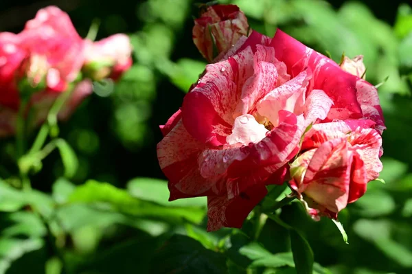 Hermosas Rosas Que Crecen Jardín Verano Día Soleado — Foto de Stock