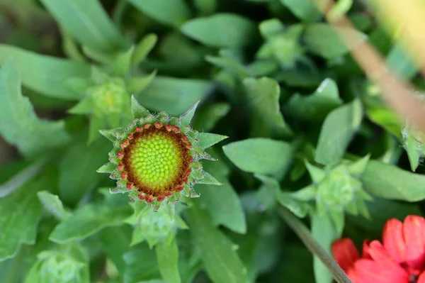 Piękny Botaniczny Strzał Naturalna Tapeta Piękny Kwiat Rośnie Ogrodzie — Zdjęcie stockowe
