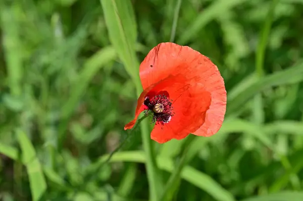 Mooie Rode Papaver Bloemen Tuin — Stockfoto