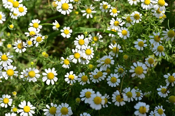 Μέλισσες Όμορφα Λουλούδια Στον Κήπο — Φωτογραφία Αρχείου