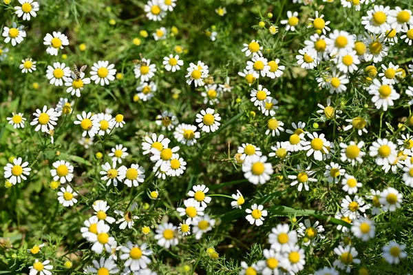 Pszczoły Piękne Kwiaty Ogrodzie — Zdjęcie stockowe