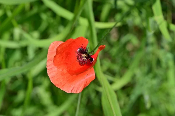 Gyönyörű Piros Mák Virágok Kertben — Stock Fotó
