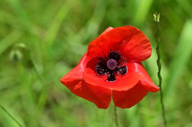 Bahçede güzel kırmızı gelincik çiçekleri