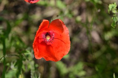 Bahçede güzel kırmızı gelincik çiçekleri