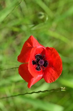 Bahçede güzel kırmızı gelincik çiçekleri
