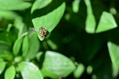 Bahçedeki yeşil yaprağın üzerinde oturan arı.