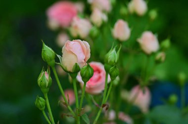 Güneşli yaz gününde bahçede büyüyen güzel güller. 