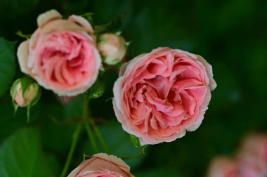 Güneşli yaz gününde bahçede büyüyen güzel güller. 