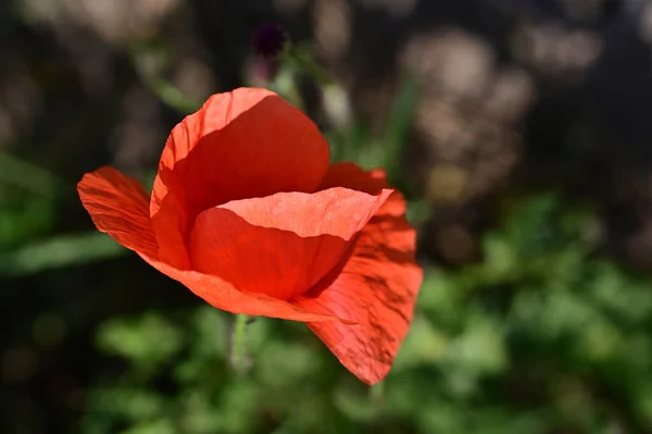 Krásné Červené Mák Květiny Zahradě — Stock fotografie