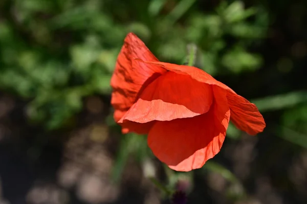 Belles Fleurs Pavot Rouge Dans Jardin — Photo