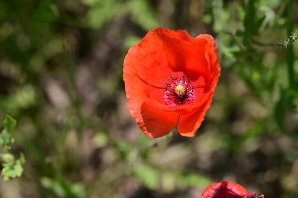 Krásné Červené Mák Květiny Zahradě — Stock fotografie