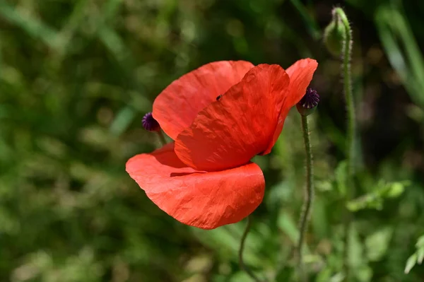 Beautiful Red Poppy Flowers Garden — Stock Photo, Image