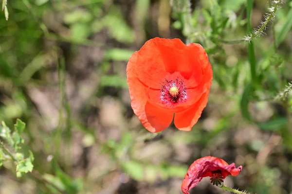 Hermosas Flores Amapola Roja Jardín — Foto de Stock