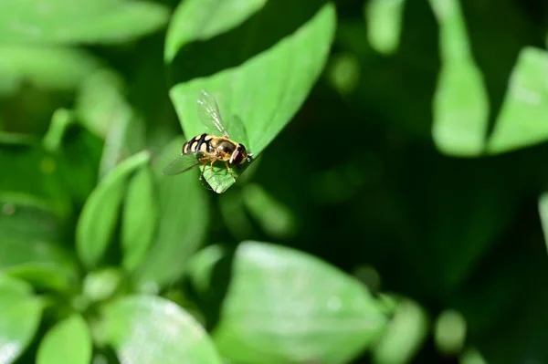 Biene Sitzt Auf Grünem Blatt Garten — Stockfoto