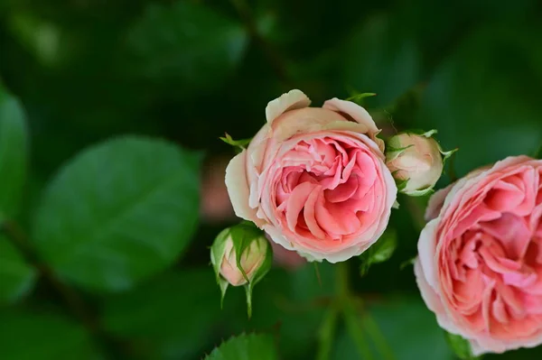 夏の晴れた日に庭で育つ美しいバラ — ストック写真