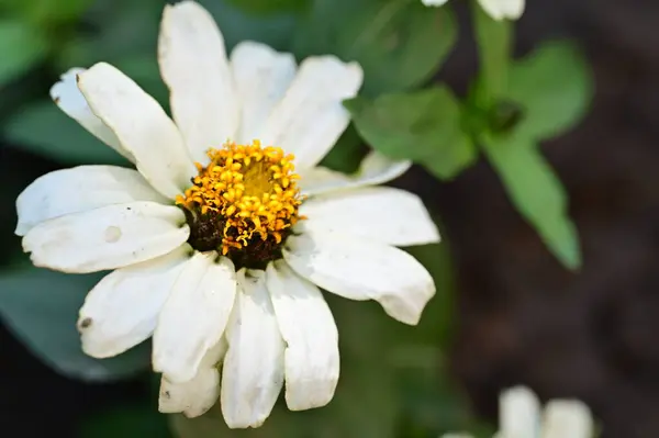 stock image white flowers growing in the garden