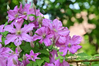 Bahçedeki güzel pembe çiçekler