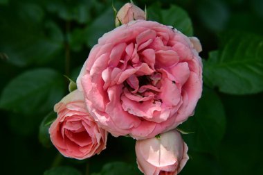 Güneşli yaz gününde bahçede büyüyen güzel güller. 