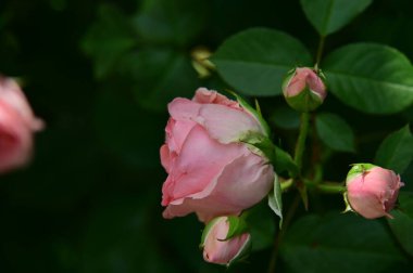 Güneşli yaz gününde bahçede büyüyen güzel güller. 