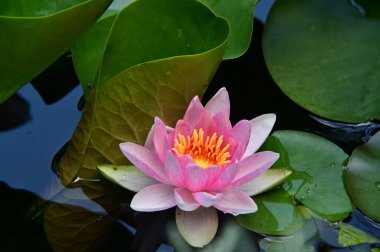 Bahçedeki güzel nilüfer çiçeği 