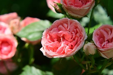 Güneşli yaz gününde bahçede büyüyen güzel güller. 