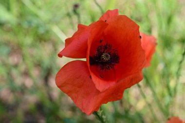 Bahçede güzel kırmızı gelincik çiçekleri