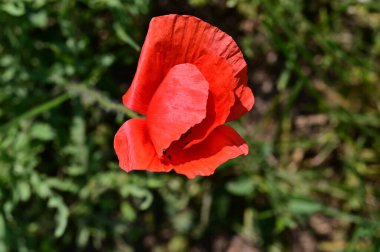 Bahçede güzel kırmızı gelincik çiçekleri