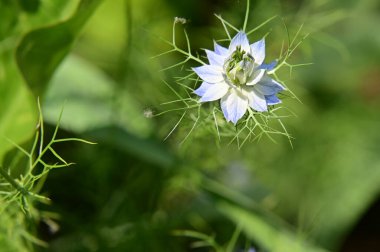 Bahçedeki güzel beyaz ve mavi çiçekler 