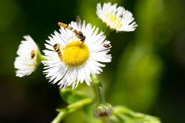 Bahçedeki beyaz çiçeklerin üzerinde oturan arılar.