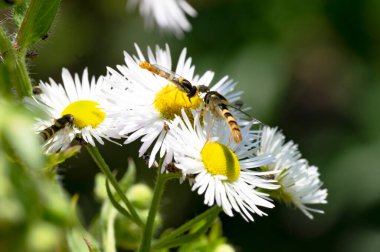 Bahçedeki beyaz çiçeklerin üzerinde oturan arılar.