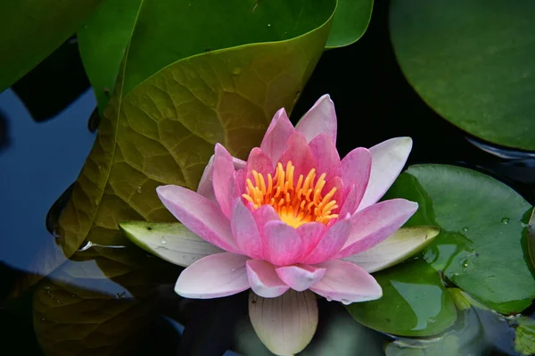 Красивый Цветок Лотоса Саду — стоковое фото
