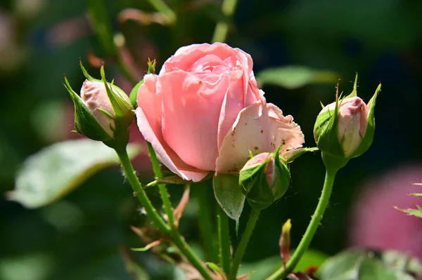 Красиві Троянди Ростуть Саду Літній Сонячний День — стокове фото