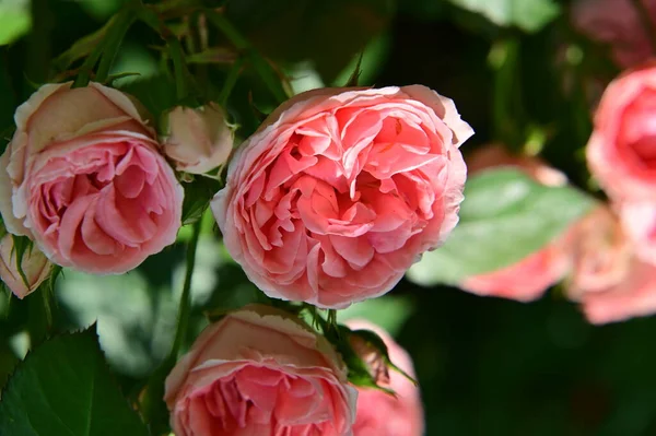 Gyönyörű Rózsák Nőnek Kertben Nyáron Napsütéses Nap — Stock Fotó