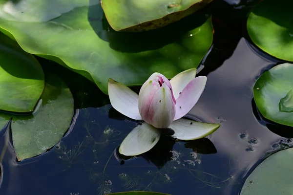 Piękny Kwiat Lotosu Ogrodzie — Zdjęcie stockowe
