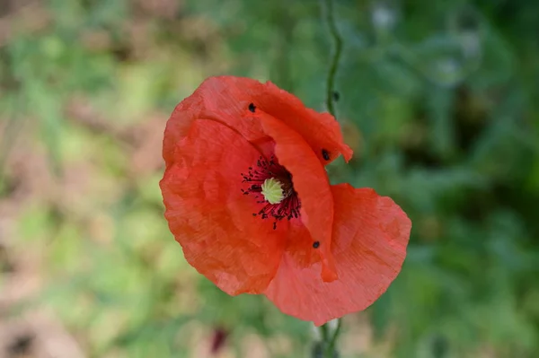 Piękne Czerwone Kwiaty Maku Ogrodzie — Zdjęcie stockowe