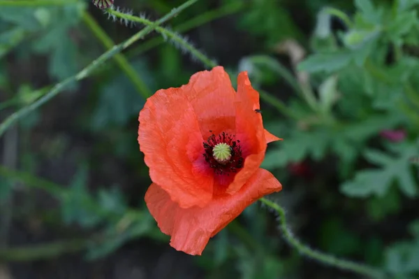 Schöne Rote Mohnblumen Garten — Stockfoto
