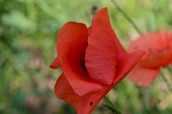Красиві Червоні Макові Квіти Саду — стокове фото