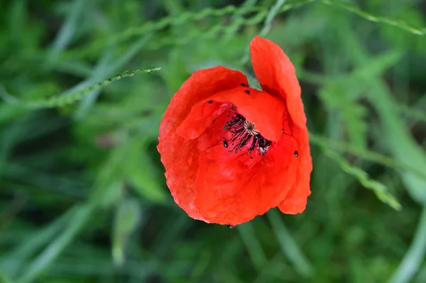 Красиві Червоні Макові Квіти Саду — стокове фото