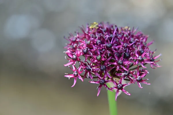 Vacker Botanisk Skott Naturliga Tapeter Vacker Blomma Som Växer Trädgården — Stockfoto