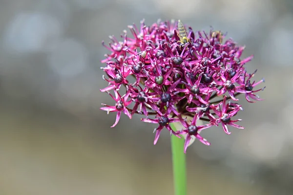 Пчела Фиолетовых Цветах Саду — стоковое фото