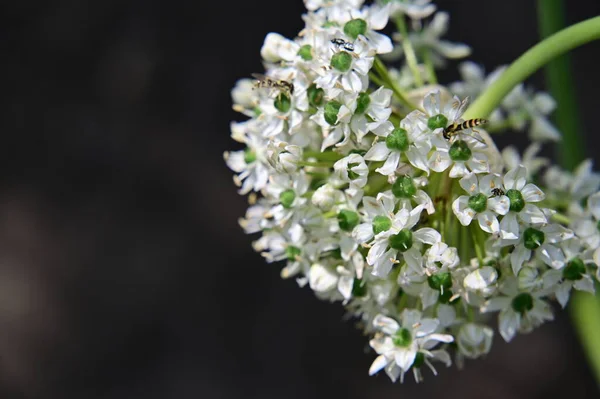 Пчелы Сидят Белых Цветах Саду — стоковое фото