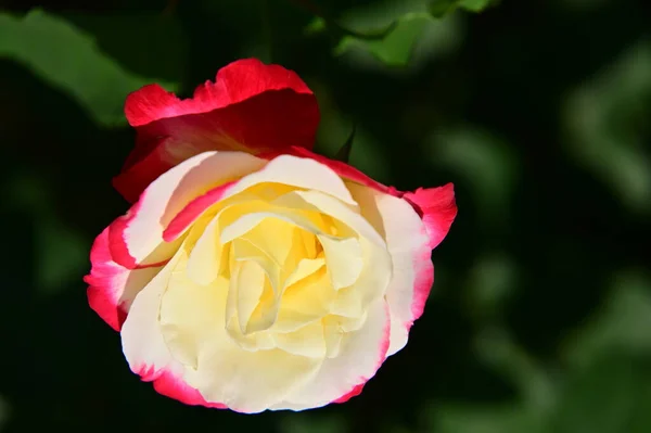 Close Rose Flower Garden — стоковое фото