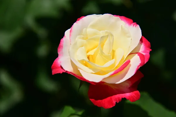 Zbliżenie Kwiat Róży Ogrodzie — Zdjęcie stockowe