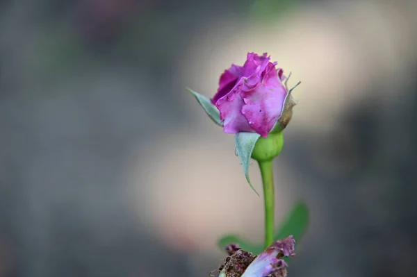 Primer Plano Rosa Rosa Flor — Foto de Stock