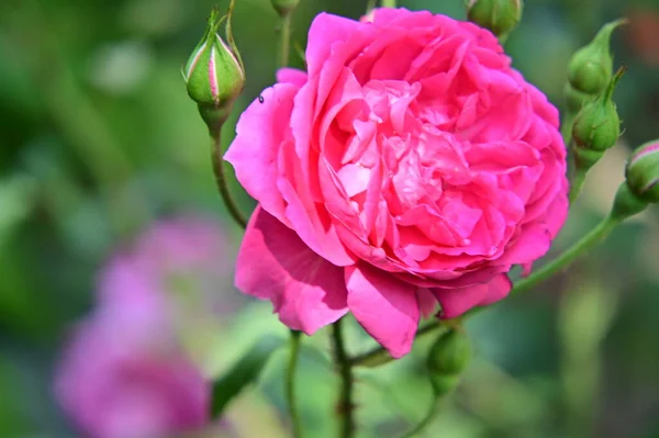 Gros Plan Rose Rose Fleur — Photo