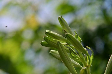 Yeşil bitkilerin kapatılması, bitki konsepti