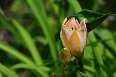 Güzel botanik fotoğrafı, doğal duvar kağıdı. Bahçede büyüyen güzel bir çiçek 